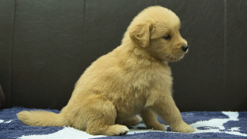 ゴールデンレトリーバーの子犬の写真No.202508206右側面9月23日現在