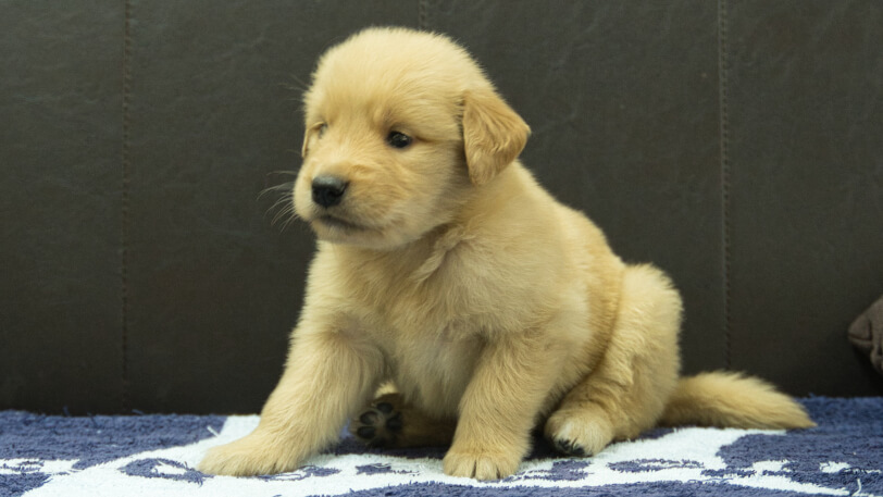 ゴールデンレトリーバーの子犬の写真No.202508206-4　9月23日現在