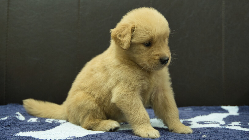 ゴールデンレトリーバーの子犬の写真No.202508206-5　9月23日現在