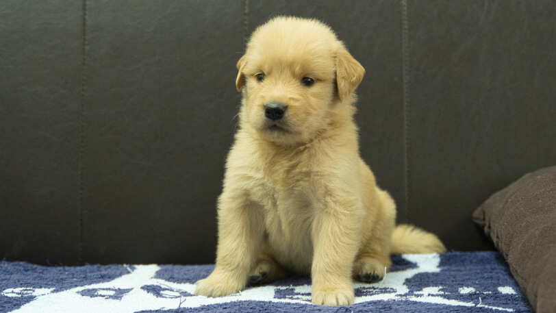 ゴールデンレトリーバーの子犬の写真No.202508206正面9月23日現在