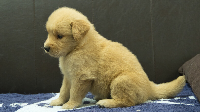ゴールデンレトリーバーの子犬の写真No.202508206左側面9月23日現在