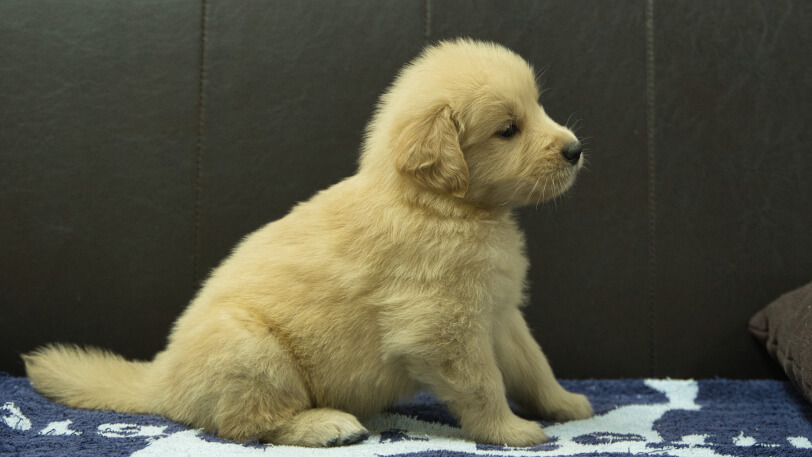 ゴールデンレトリーバーの子犬の写真No.202508207右側面9月23日現在