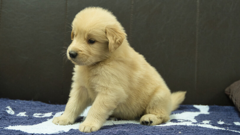 ゴールデンレトリーバーの子犬の写真No.202508207-4　9月23日現在