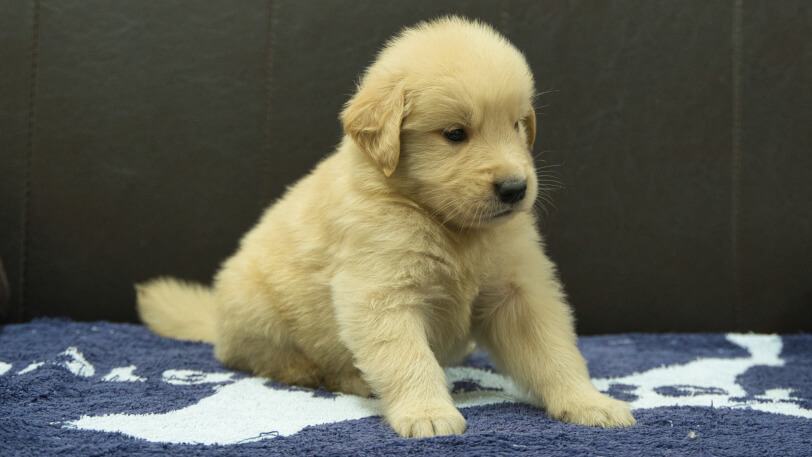 ゴールデンレトリーバーの子犬の写真No.202508207-5　9月23日現在