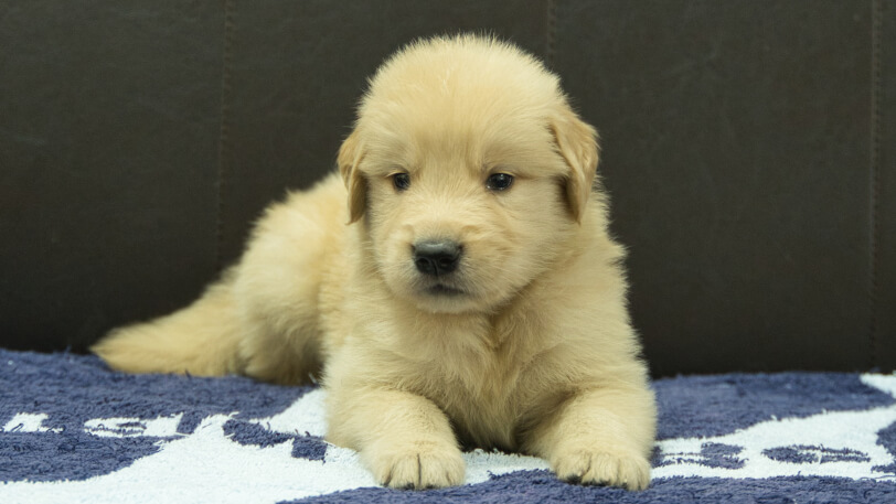 ゴールデンレトリーバーの子犬の写真No.202508207正面9月23日現在
