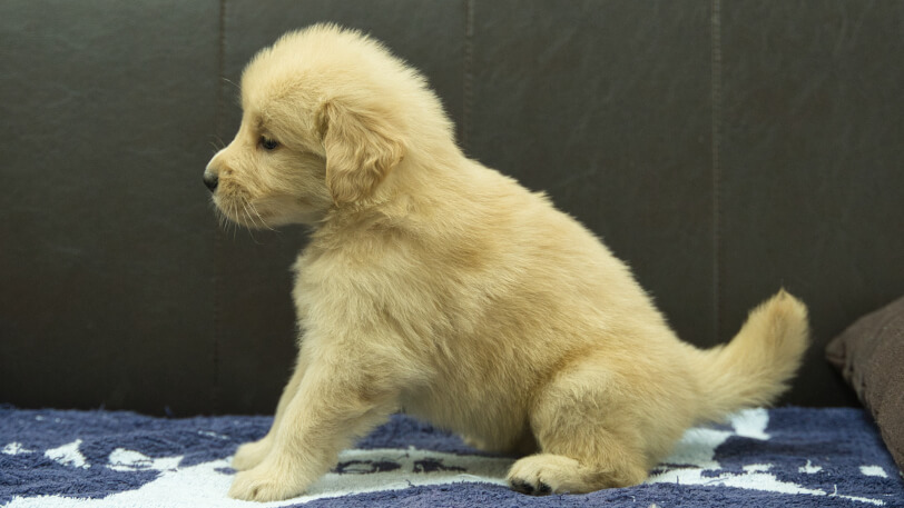ゴールデンレトリーバーの子犬の写真No.202508207左側面9月23日現在