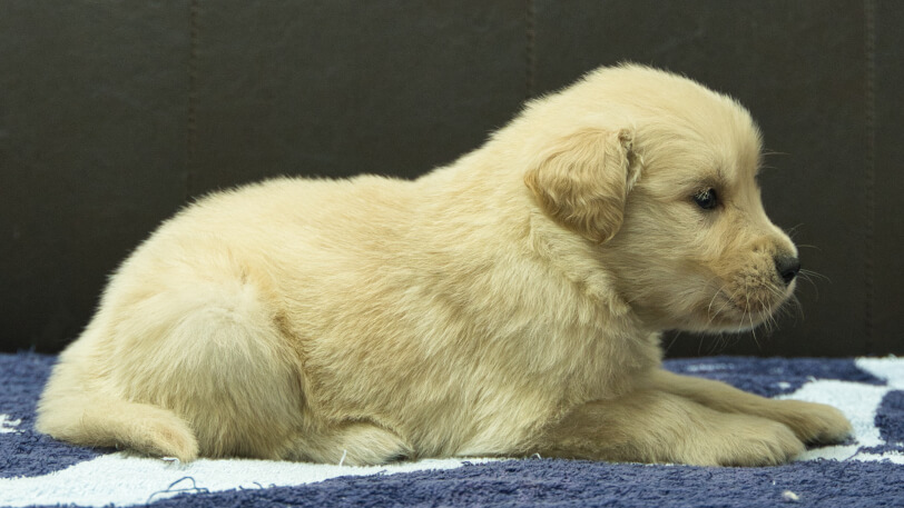 ゴールデンレトリーバーの子犬の写真No.202508221右側面9月23日現在