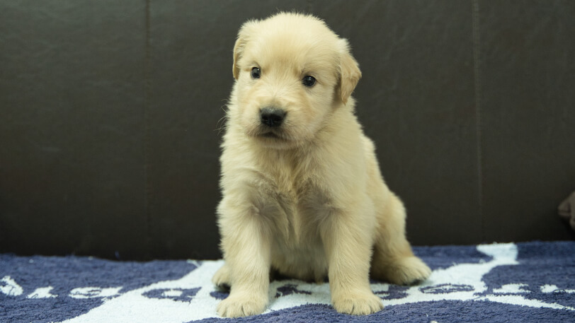 ゴールデンレトリーバーの子犬の写真No.202508221正面9月23日現在