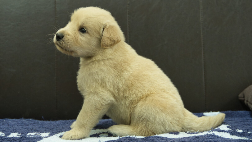ゴールデンレトリーバーの子犬の写真No.202508221左側面9月23日現在