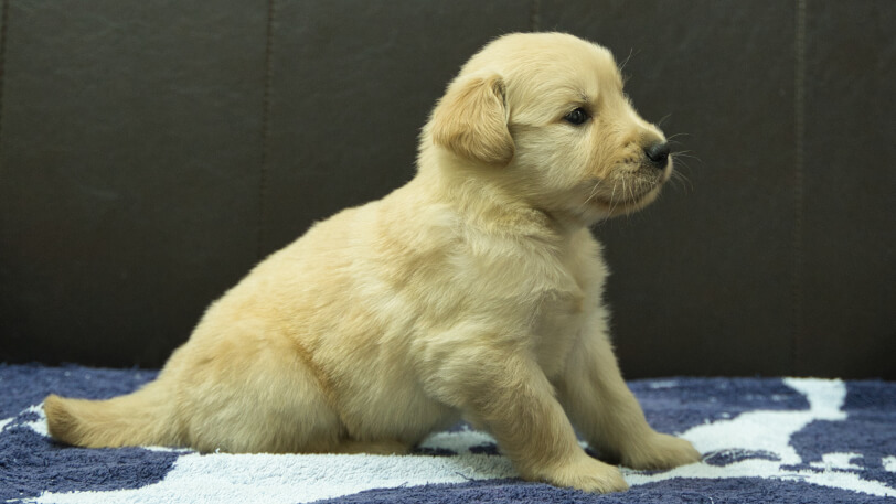 ゴールデンレトリーバーの子犬の写真No.202508222右側面9月23日現在