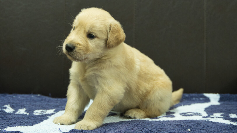 ゴールデンレトリーバーの子犬の写真No.202508222-4　9月23日現在