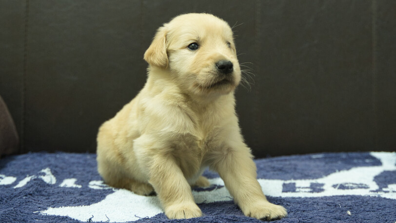 ゴールデンレトリーバーの子犬の写真No.202508222-5　9月23日現在