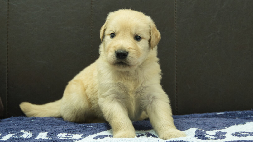ゴールデンレトリーバーの子犬の写真No.202508222正面9月23日現在