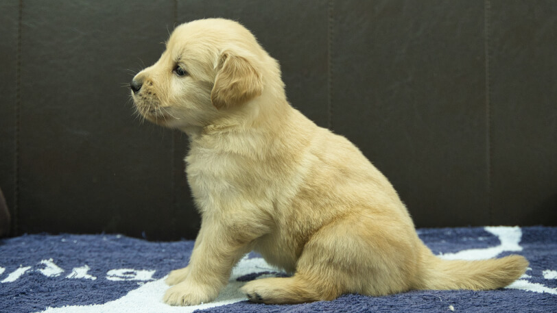 ゴールデンレトリーバーの子犬の写真No.202508222左側面9月23日現在