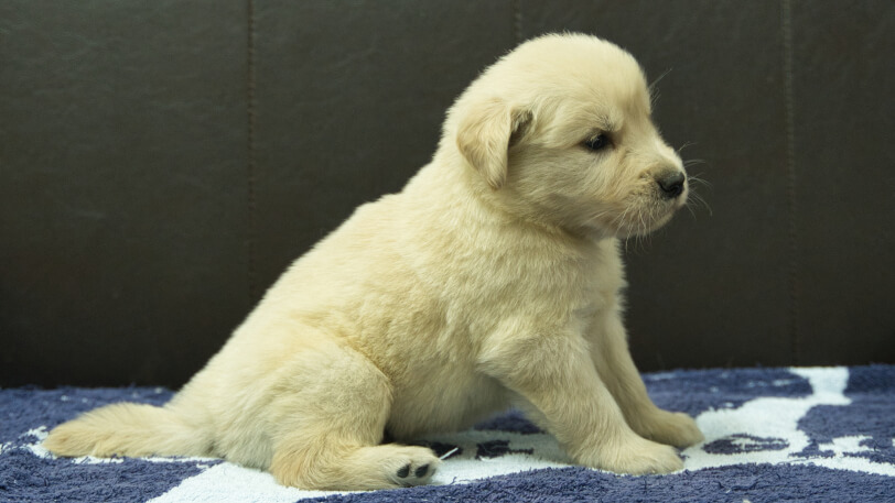 ゴールデンレトリーバーの子犬の写真No.202508223右側面9月23日現在