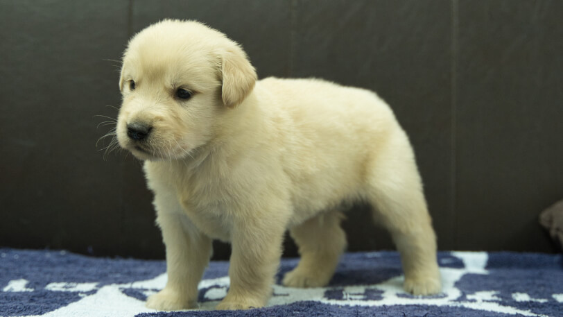ゴールデンレトリーバーの子犬の写真No.202508223-4　9月23日現在