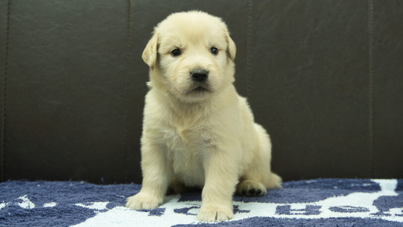 ゴールデンレトリーバーの子犬の写真No.202508223正面9月23日現在