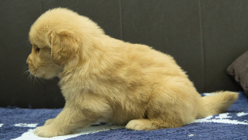 ゴールデンレトリーバーの子犬の写真No.202508201左側面9月23日現在