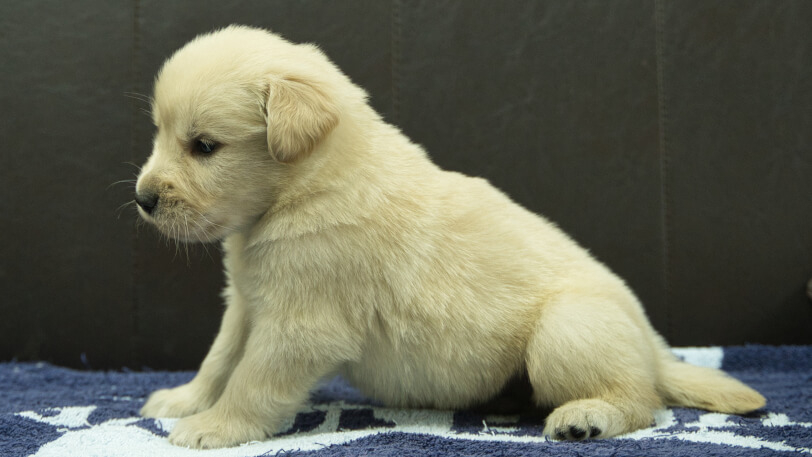 ゴールデンレトリーバーの子犬の写真No.202508223左側面9月23日現在