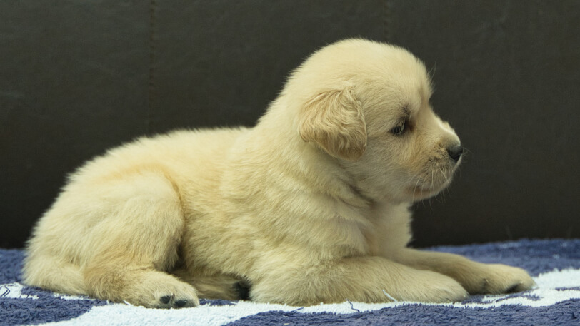 ゴールデンレトリーバーの子犬の写真No.202508224右側面9月23日現在