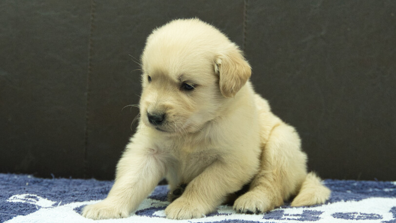 ゴールデンレトリーバーの子犬の写真No.202508224-4 9月23日現在