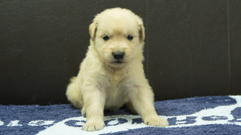 ゴールデンレトリーバーの子犬の写真No.202508224正面9月23日現在