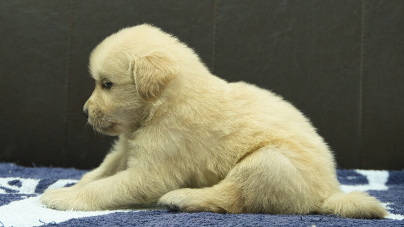 ゴールデンレトリーバーの子犬の写真No.202508224左側面9月23日現在