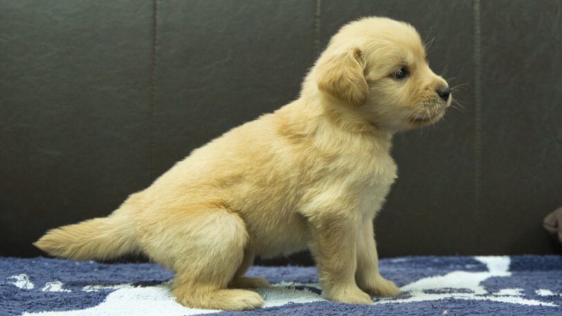 ゴールデンレトリーバーの子犬の写真No.202508225右側面9月23日現在