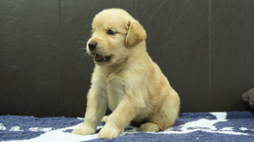 ゴールデンレトリーバーの子犬の写真No.202508225-4 9月23日現在