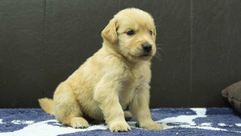ゴールデンレトリーバーの子犬の写真No.202508225-5 9月23日現在