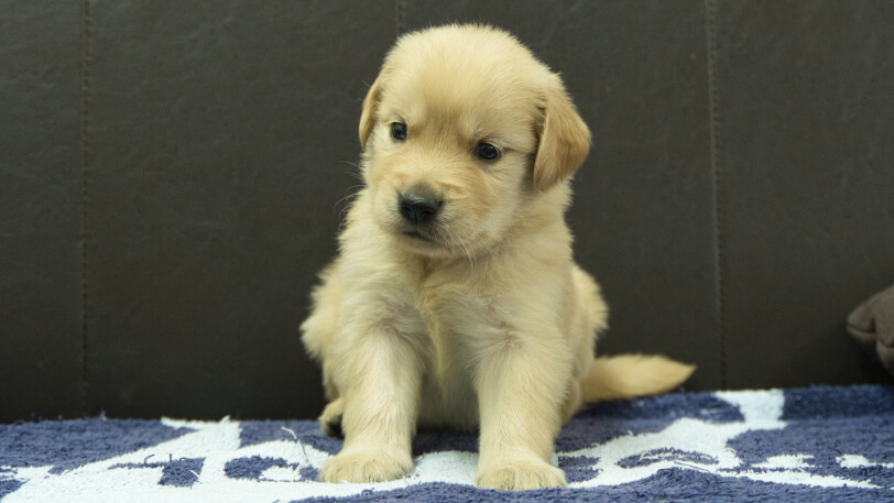 ゴールデンレトリーバーの子犬の写真No.202508225正面9月23日現在