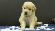 ゴールデンレトリーバーの子犬の写真No.202508225正面9月23日現在