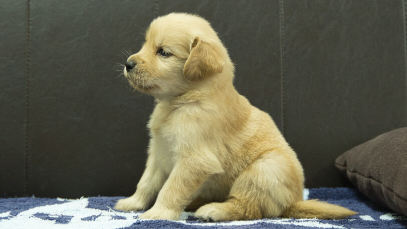 ゴールデンレトリーバーの子犬の写真No.202508225左側面9月23日現在