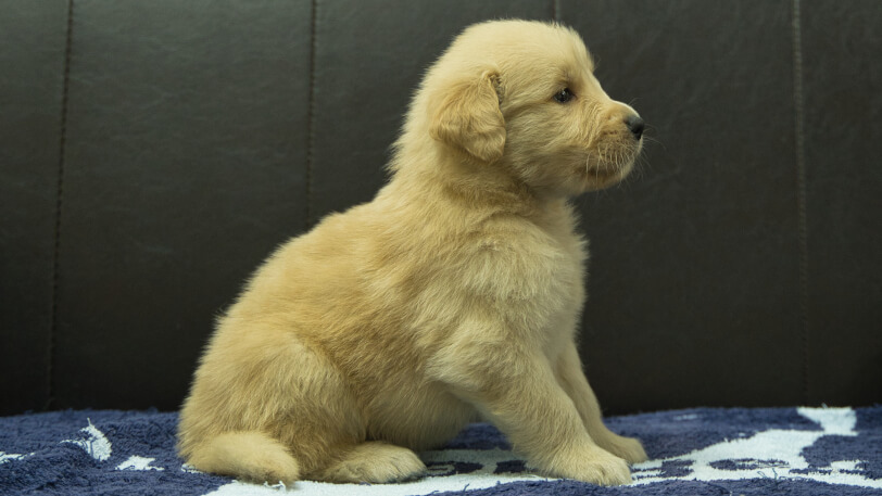 ゴールデンレトリーバーの子犬の写真No.202508202右側面9月23日現在