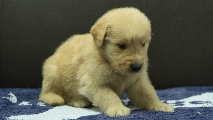 ゴールデンレトリーバーの子犬の写真No.202508202-5　9月23日現在