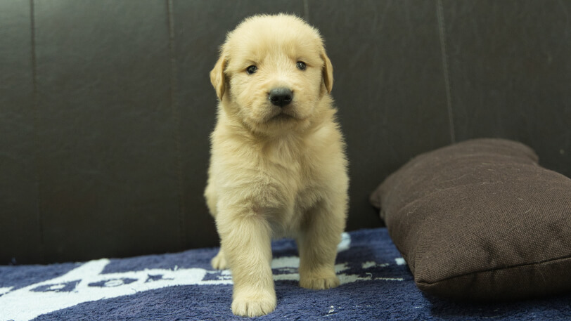 ゴールデンレトリーバーの子犬の写真No.202508202正面9月23日現在