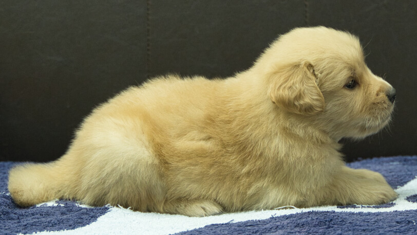 ゴールデンレトリーバーの子犬の写真No.202508203右側面9月23日現在