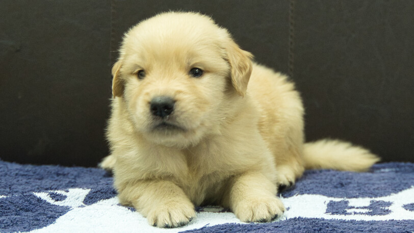 ゴールデンレトリーバーの子犬の写真No.202508203正面9月23日現在