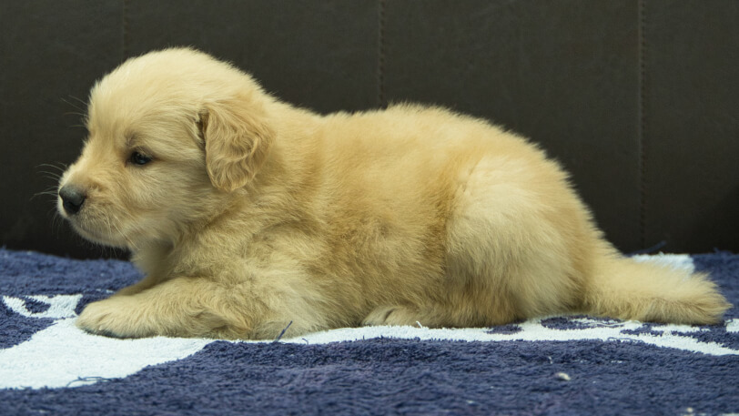 ゴールデンレトリーバーの子犬の写真No.202508203左側面9月23日現在