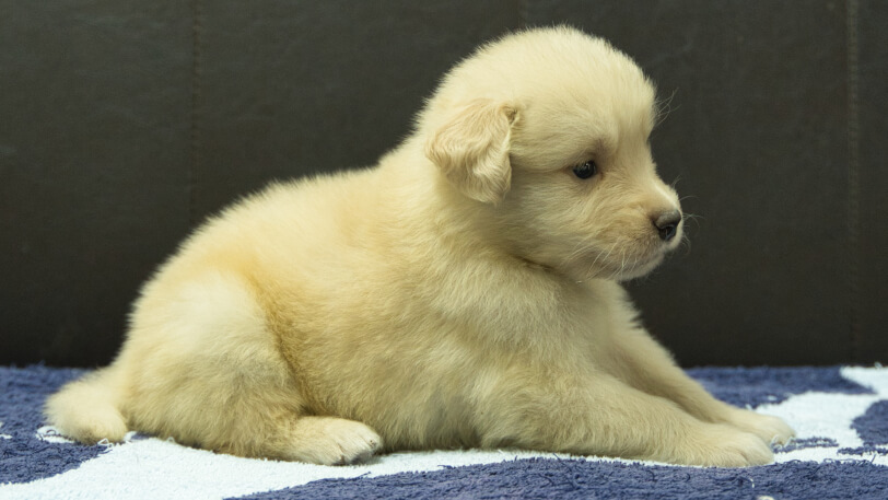 ゴールデンレトリーバーの子犬の写真No.202508204右側面9月23日現在