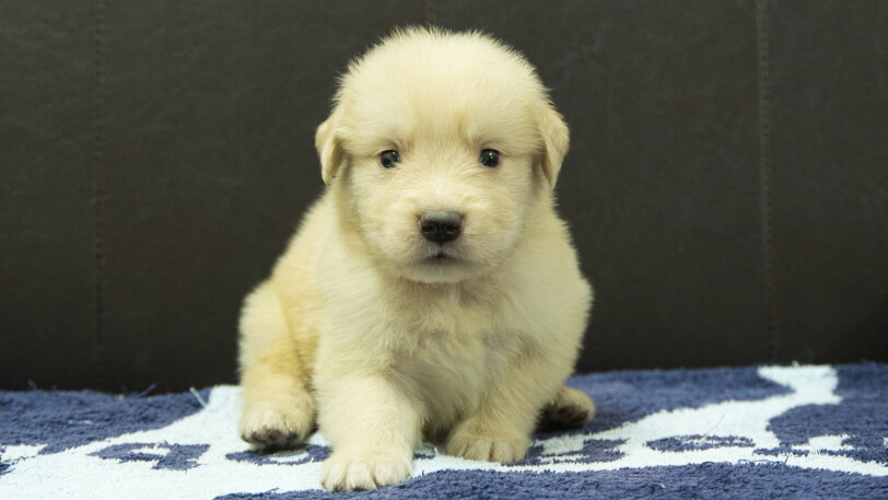 ゴールデンレトリーバーの子犬の写真No.202508204正面9月23日現在