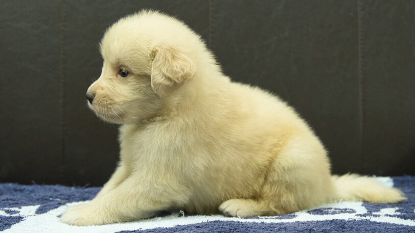 ゴールデンレトリーバーの子犬の写真No.202508204左側面9月23日現在