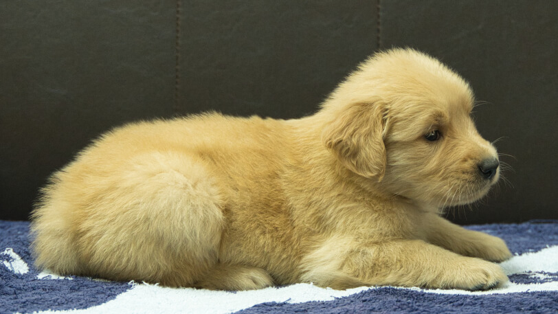 ゴールデンレトリーバーの子犬の写真No.202508205右側面9月23日現在