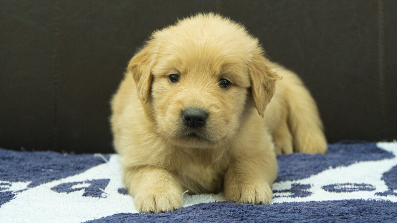 ゴールデンレトリーバーの子犬の写真No.202508205正面9月23日現在