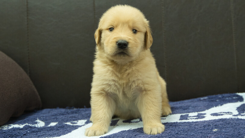 ゴールデンレトリーバーの子犬の写真No.202508201正面9月23日現在