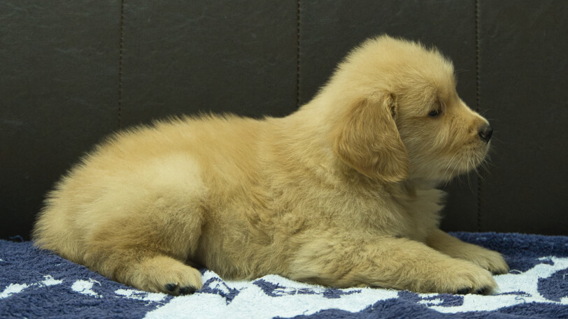 ゴールデンレトリーバーの子犬の写真No.202508201右側面10月3日現在