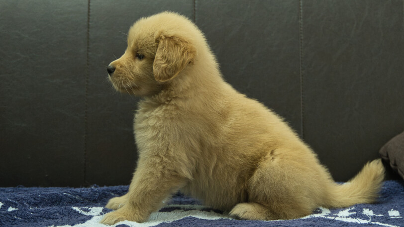 ゴールデンレトリーバーの子犬の写真No.202508206左側面10月3日現在