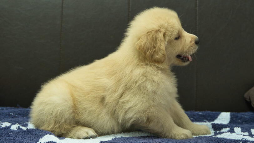 ゴールデンレトリーバーの子犬の写真No.202508207右側面10月3日現在