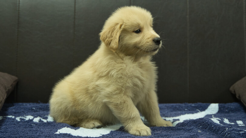ゴールデンレトリーバーの子犬の写真No.202508207-5 10月3日現在