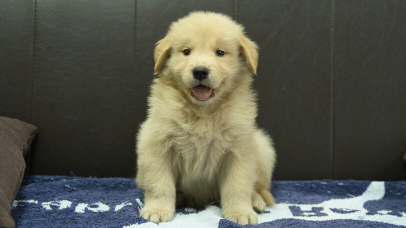 ゴールデンレトリーバーの子犬の写真No.202508207正面10月3日現在
